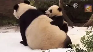 When Panda Met Snow for the First Time in Their Life: Cute Panda Cubs Having a Ball with Mommy
