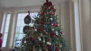 Public display of living Christmas trees will be banned during the holidays