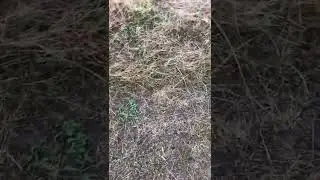Apport sichtig Hasendummy - Kaja vom Nordhof 4. Monate DK H&uuml;ndin (Jagdhundetraining)