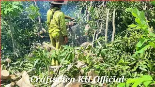 The Ways Of Cutting The Mango Tree By Using Chainsaw Machine/