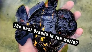 Подробный путеводитель по SHOGUN ORANDA! Всё, что вам нужно знать