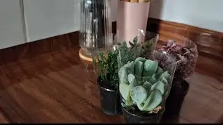 Minha rotina de volta pra casa | receita massa de pizza e plantinhas ❤️