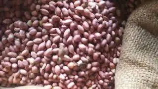 jayankondam regulated market groundnut and sesame