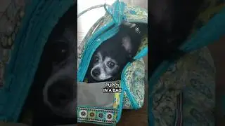 Puppy in a Bag (Album Version) by Puppy Songs