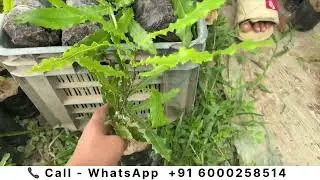 Macadamia Nut Plants for Sale | Secure Packing & Lowest Prices in India
