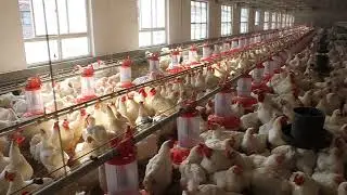 GOLDENEST Metering Cylinder Feeding System for Breeder