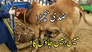 Ziddi Bachra | Bull LOADING At Multan Cow Mandi 2020 | SS Tv |
