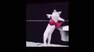 CAT WASHING CLOTHES MEME #shorts