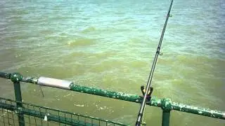 Deal pier thornback.