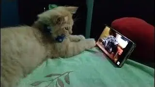 #My cat enjoying Stuart little movie 🎥 🐁🐀🐀