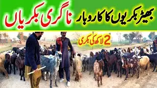 Pakistan Punjab goat farming | goat business 