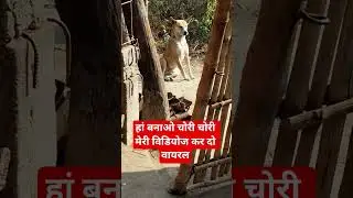 घर में चोरी करने आए तो अंजाम बुरा होगा 🐕 | Desi Guard Dog Alert|