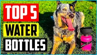 Top 5 Best Dog Water Bottles in 2022 Reviews