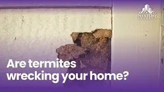 Don't Let Termites Wreck Your Home's Value!