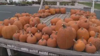 Illinois to carve niche as top pumpkin-grower