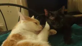 Too Many Licks