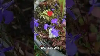 Spider and Butterfly #shorts, #spider, #butterfly, #feeding, #victim