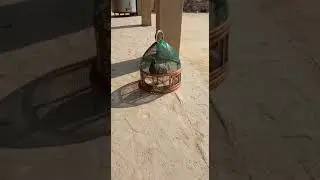 kala teeter ki awaz black Partridge voice black Francolin female voice