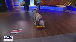 Puppies predict World Cup 2022 winners! | FOX 5 DC