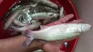 Malad fish Market #fishing #video#Mumbai Malad West#