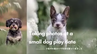 A Day in the Life of a Pet Photographer with 3 Chihuahuas
