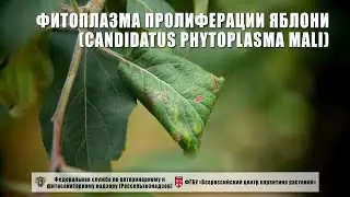 Фитоплазма пролиферации яблони (Candidatus Phytoplasma mali)
