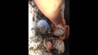 Albino Super Conda Clutch