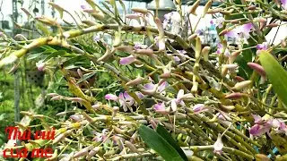 Ho&agrave;ng thảo đ&ugrave;i g&agrave; dẹt khoe sắc những ng&agrave;y xu&acirc;n