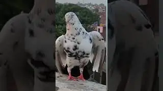 Pigeon Attitude Style 😎 Kabootar Attitude Status 😈 Kabootar Status #shorts #kabootar #viral #style