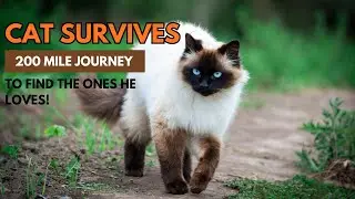 Tao the Cat&rsquo;s Story Will Restore Your Faith in Miracles