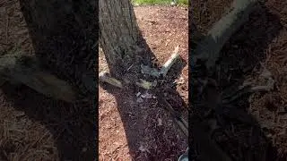 Shooting a piece of wood with .22 pellet gun #outdoor #airgun #safety #pelletgun #shooting