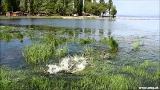 Laichende Karpfen am Alten Rhein