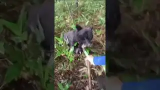 Unbelievable Shocking Bear Encounter in the wood