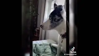 Can animals see spirits? #ghost #scary #halloween #dog #pets