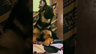 3.5  month old german shepherdp(pixie) barking sound #dog #canecorso #doglover #channel #rottweiler