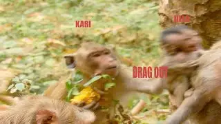 KARI DRAG  OUT JILLA FROM MUM JILL, JILLA SCREAMING TO MUM HELP # MONKEY#