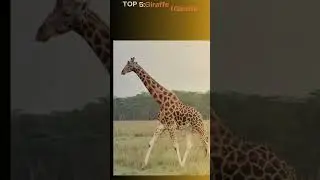 Top 10 Largest Animals in the World