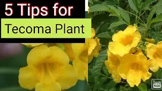5  Care Tips For Tecoma Flowering Plant || easy houseplant