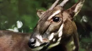 Conserving the Elusive Asian Unicorn: SAOLA Conservation Efforts and Challenges