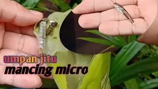 MICRO FISHING save and release #microfishing #mancingikankecil