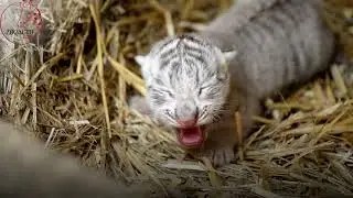 Naissance surprise d'un b&eacute;b&eacute; tigre blanc au Touroparc