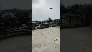 Desi#pigeon #lover #kabootar #attitude #viralvideo 🕊️❤️👀