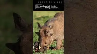 Warthog personality #shorts#warthog #pumba
