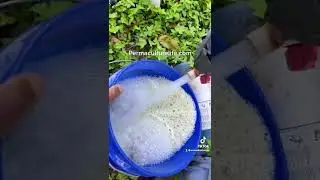 How to make organic aloe fertilizer!