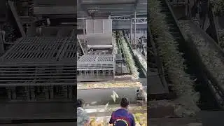 Fresh Corn Processing in Action