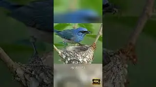 Ant Attack on Bird&rsquo;s Nest &ndash; Stunning 4K Wildlife Footage