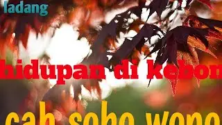 geger ,Deden sa'at ketemu pencuri di hutan