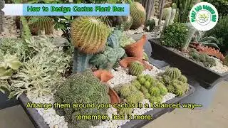 How to Design a Cactus Plant Box in a Pot | Easy Gardening & Landscape Ideas