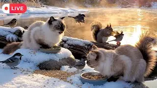 Cat TV ~ Gentle Nature Calm 🌳 Birds 🕊️ and Squirrels 🐿️ Relaxing 6 Hour Video for Cats 🐱🎵