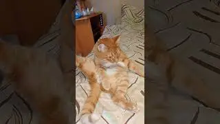 😁😁😁 #джейсон #стетхем #цитаты #кино #пес #прикол #cat #котофейка